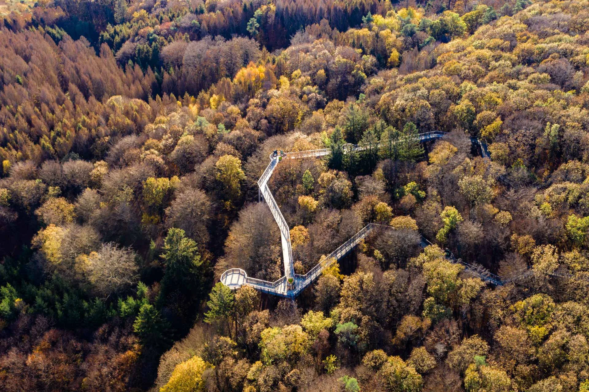 Der Baumwipfelpfad Panarbora in Waldbröl zwischen herbstlichen Baumkronen